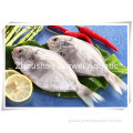 Frozen Pacific Mackerel Fillet Good Fresh frozen butterfish Manufactory